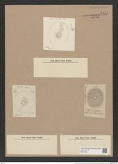 Porodiscus oblongus Grev. (de-Toni-Nr.: Genus 200, Species 4830) Zeichnungen Sammlung Grunow Nr. 8491 (NHMW-BOT-W0377961)
